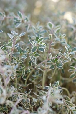 Thym citron Thymus × citriodorus 'Silver Queen' 5-10 Pot 9x9 cm (P9)