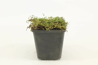 Thym précoce Thymus praecox 'Albiflorus' 5-10 Pot 9x9 cm (P9)