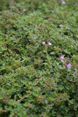 Thym précoce Thymus praecox 'Coccineus' 5-10 Pot 9x9 cm (P9)