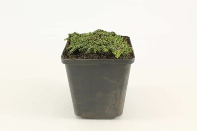 Thym précoce Thymus praecox 'Minor' 5-10 Pot 9x9 cm (P9) Thymus praecox 'Minor'