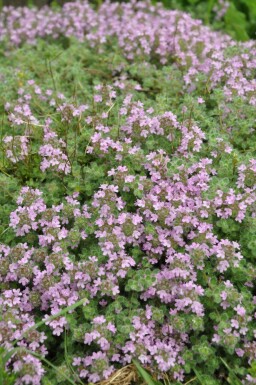 Thym précoce Thymus praecox 'Pseudolanuginosus' 5-10 Pot 9x9 cm (P9)