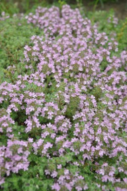 Thym précoce Thymus praecox 'Pseudolanuginosus' 5-10 Pot 9x9 cm (P9)