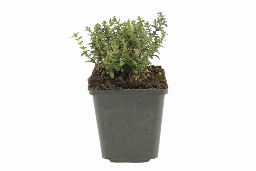 Thym commun Thymus vulgaris 5-10 Pot 9x9 cm (P9) Thymus vulgaris