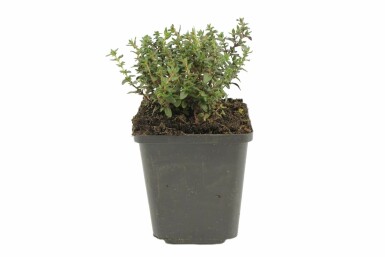 Thym commun Thymus vulgaris 5-10 Pot 9x9 cm (P9) Thymus vulgaris