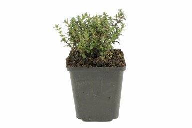 Thym commun Thymus vulgaris 5-10 Pot 9x9 cm (P9)