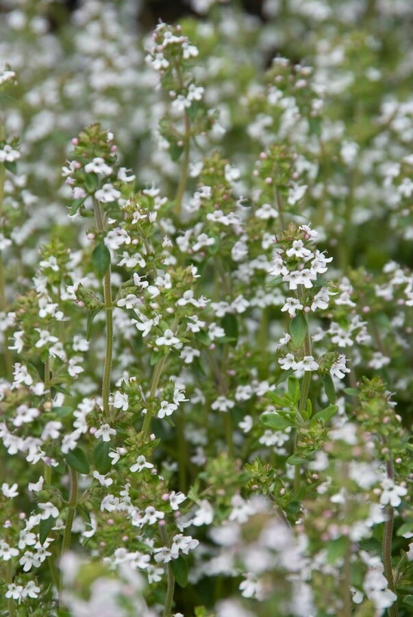 Thym commun Thymus vulgaris 5-10 Pot 9x9 cm (P9) Thymus vulgaris
