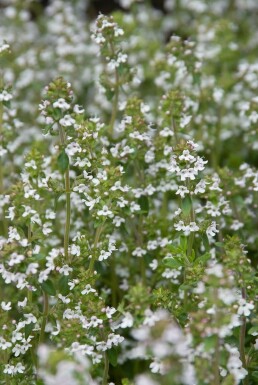Thym commun Thymus vulgaris 5-10 Pot 9x9 cm (P9) Thymus vulgaris