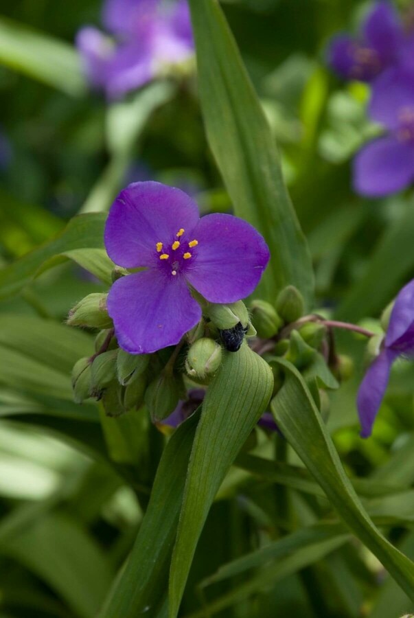 Éphèmère Tradescantia 'Zwanenburg Blue' 5-10 Pot 9x9 cm (P9) Tradescantia 'Zwanenburg Blue'