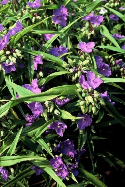 Éphèmère Tradescantia 'Zwanenburg Blue' 5-10 Pot 9x9 cm (P9)