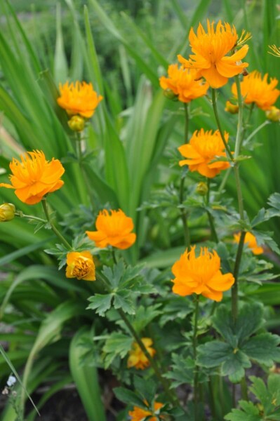 Trolle de Chine Trollius chinensis 'Golden Queen' 5-10 Pot 9x9 cm (P9) Trollius chinensis 'Golden Queen'