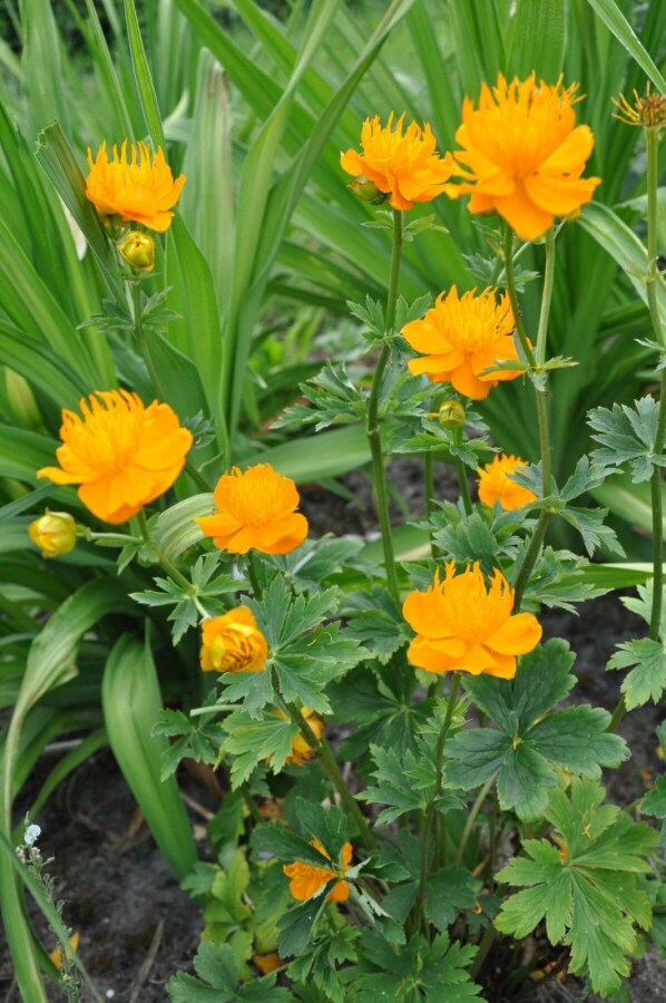 Trolle de Chine Trollius chinensis 'Golden Queen' 5-10 Pot 9x9 cm (P9) Trollius chinensis 'Golden Queen'