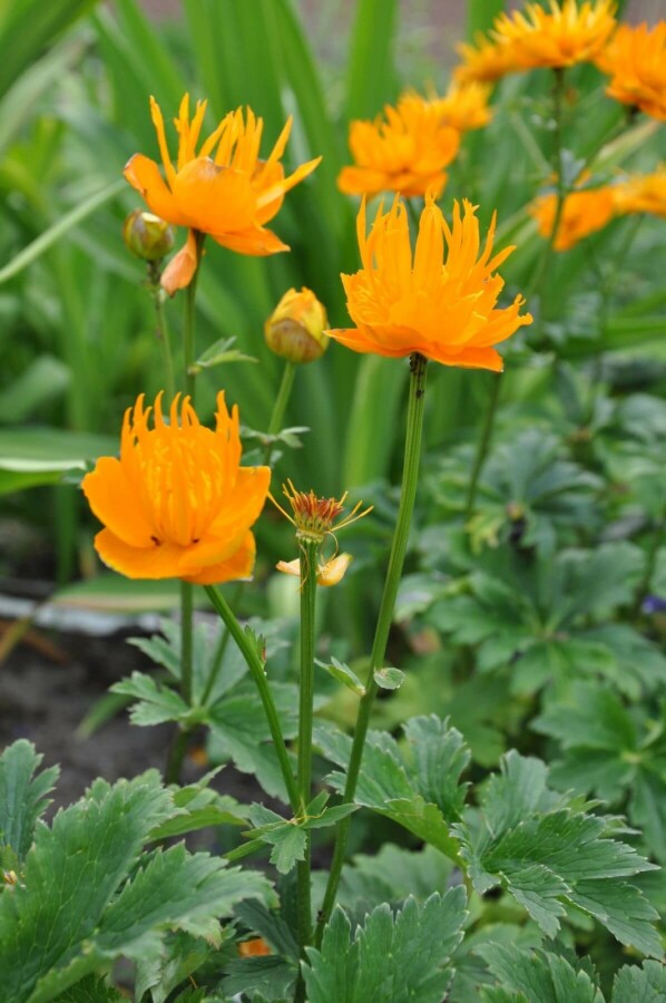 Trolle de Chine Trollius chinensis 'Golden Queen' 5-10 Pot 9x9 cm (P9) Trollius chinensis 'Golden Queen'