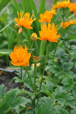 Trolle de Chine Trollius chinensis 'Golden Queen' 5-10 Pot 9x9 cm (P9)