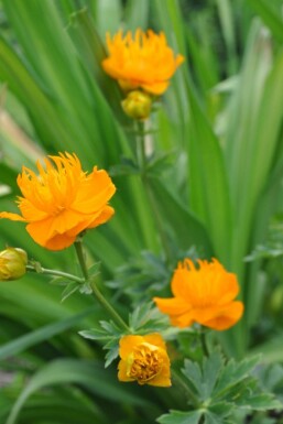 Trolle de Chine Trollius chinensis 'Golden Queen' 5-10 Pot 9x9 cm (P9) Trollius chinensis 'Golden Queen'
