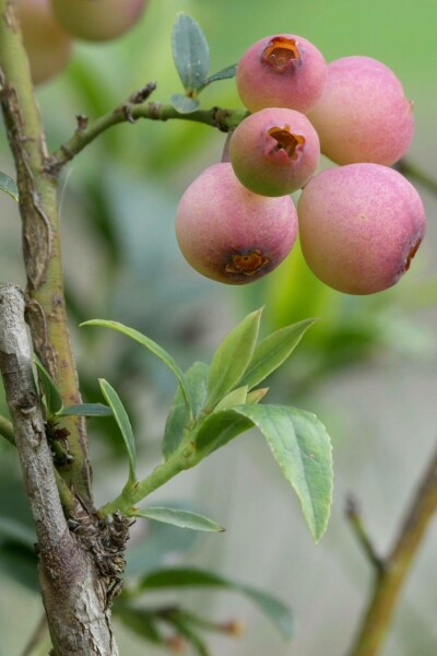 Vaccinium corymbosum 'Pink Lemonade'