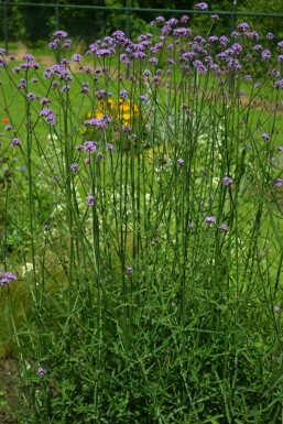 Verveine de Buenos Aires Verbena bonariensis 5-10 Pot 9x9 cm (P9)