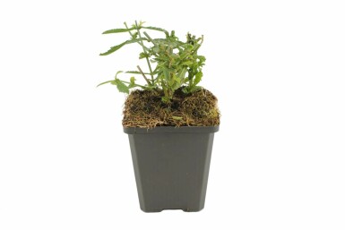 Verveine de Buenos Aires Verbena bonariensis 'Lollipop' 5-10 Pot 9x9 cm (P9) Verbena bonariensis 'Lollipop'