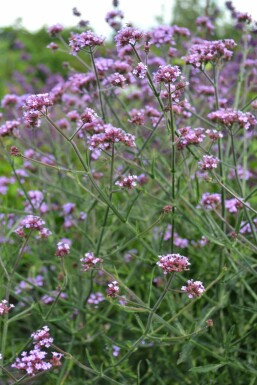 Verveine de Buenos Aires Verbena bonariensis 'Lollipop' 5-10 Pot 9x9 cm (P9)