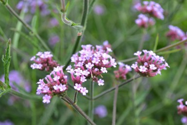 Verveine de Buenos Aires Verbena bonariensis 'Lollipop' 5-10 Pot 9x9 cm (P9)