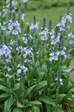 Véronique fausse gentiane Veronica gentianoides 5-10 Pot 9x9 cm (P9)