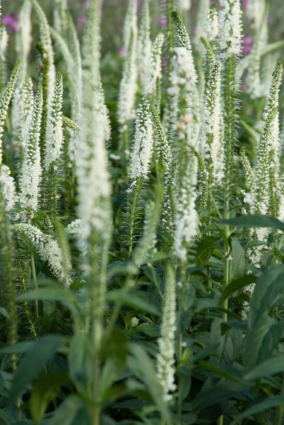 Véronique à feuilles longues Veronica longifolia 'Schneeriesin' 5-10 Pot 9x9 cm (P9) Veronica longifolia 'Schneeriesin'
