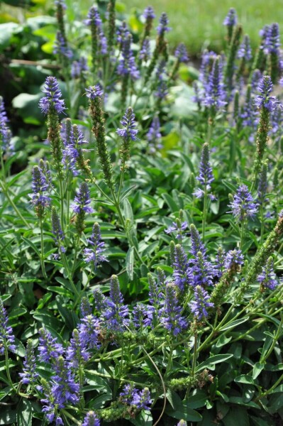 Véronique en épi Veronica spicata 'Inspire Blue' 5-10 Pot 9x9 cm (P9) Veronica spicata 'Inspire Blue'