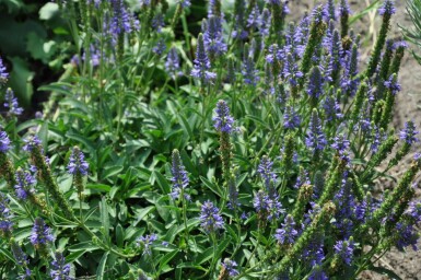 Véronique en épi Veronica spicata 'Inspire Blue' 5-10 Pot 9x9 cm (P9)