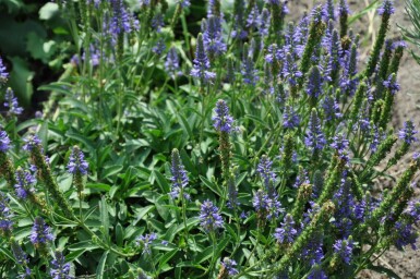 Véronique en épi Veronica spicata 'Inspire Blue' 5-10 Pot 9x9 cm (P9) Veronica spicata 'Inspire Blue'