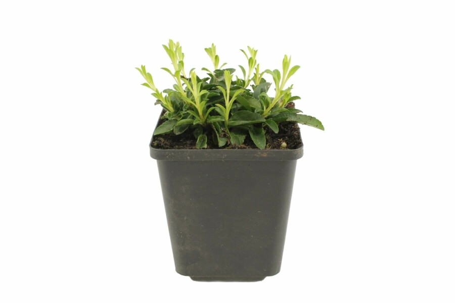 Véronique en épi Veronica spicata 'Inspire Pink' 5-10 Pot 9x9 cm (P9) Veronica spicata 'Inspire Pink'