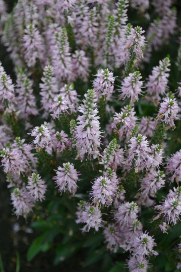 Véronique en épi Veronica spicata 'Inspire Pink' 5-10 Pot 9x9 cm (P9) Veronica spicata 'Inspire Pink'