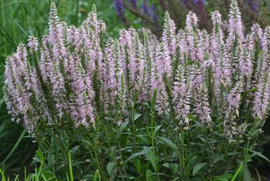 Véronique en épi Veronica spicata 'Inspire Pink' 5-10 Pot 9x9 cm (P9)