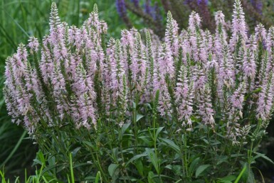 Véronique en épi Veronica spicata 'Inspire Pink' 5-10 Pot 9x9 cm (P9) Veronica spicata 'Inspire Pink'