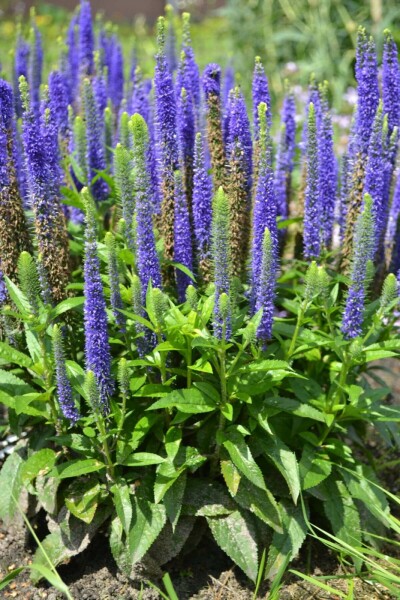 Véronique en épi Veronica spicata 'Ulster Blue Dwarf' 5-10 Pot 9x9 cm (P9) Veronica spicata 'Ulster Blue Dwarf'