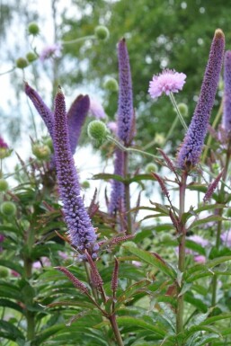 Véronique de Sibérie Veronicastrum sibiricum 'Red Arrows' 5-10 Pot 9x9 cm (P9)