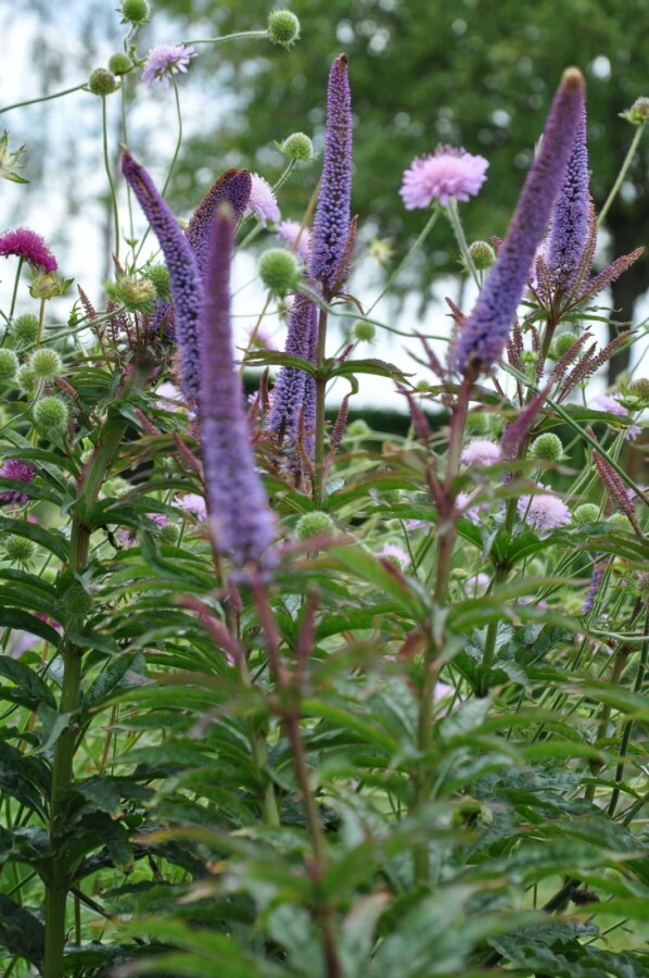 Véronique de Sibérie Veronicastrum sibiricum 'Red Arrows' 5-10 Pot 9x9 cm (P9) Veronicastrum sibiricum 'Red Arrows'
