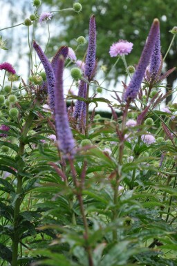 Véronique de Sibérie Veronicastrum sibiricum 'Red Arrows' 5-10 Pot 9x9 cm (P9)