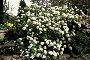 Viorne de Carles Viburnum carlesii Arbuste 40-50 Pot 12 l (C12) Viburnum carlesii arbuste 40-50 cm