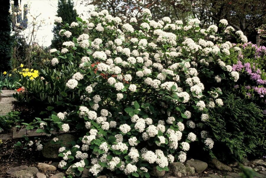 Viorne de Carles Viburnum carlesii Arbuste 60-80 Pot 12 l (C12) Viburnum carlesii arbuste 60-80 cm