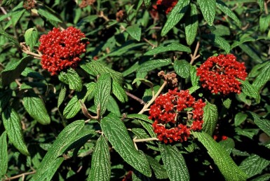 Viburnum rhytidophyllum C12 80-100