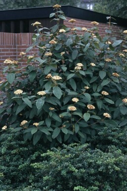 Viorne à feuilles ridées Viburnum rhytidophyllum Arbuste 30-40 Pot 3 l (C3)