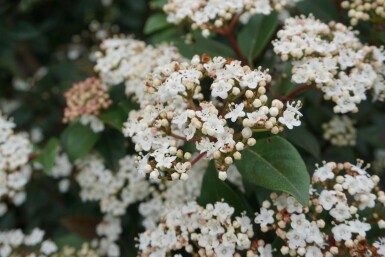 Viorne tin Viburnum tinus Arbuste 40-50 Pot 10 l (C10) Viburnum tinus arbuste 40-50 cm