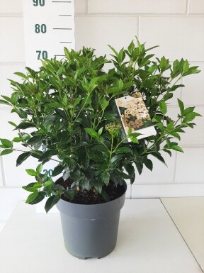 Viburnum tinus arbuste 40-50 cm
