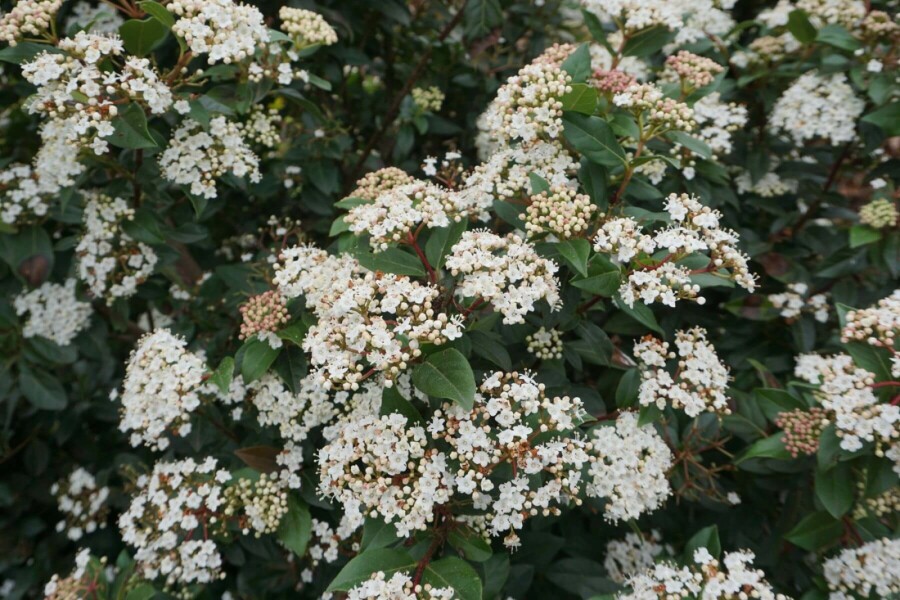 Viorne tin Viburnum tinus Arbuste 30-40 Pot 5 l (C5) Viburnum tinus arbuste 30-40 cm