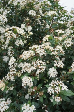 Viorne tin Viburnum tinus Arbuste 20-30 Pot 2 l (C2) Viburnum tinus arbuste 20-30 cm
