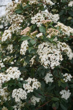Viorne tin Viburnum tinus Arbuste 20-30 Pot 2 l (C2) Viburnum tinus arbuste 20-30 cm
