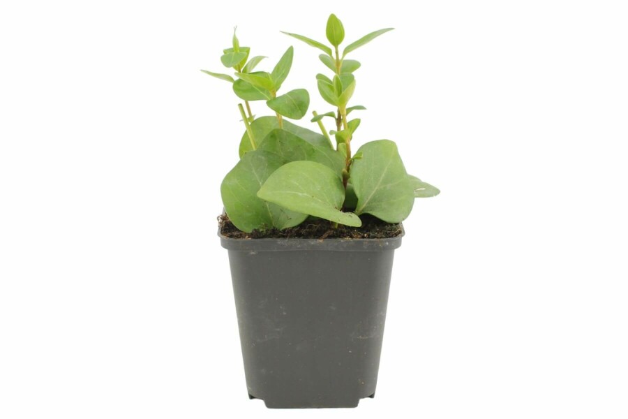 Pervenche élevée Vinca major 5-10 Pot 9x9 cm (P9) Vinca major