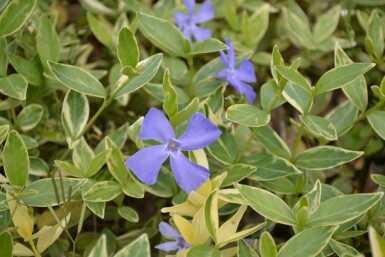 Pervenche mineure Vinca minor 'Argenteovariegata' 5-10 Pot 9x9 cm (P9)