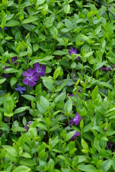 Pervenche mineure Vinca minor 'Atropurpurea' 5-10 Pot 9x9 cm (P9) Vinca minor 'Atropurpurea'