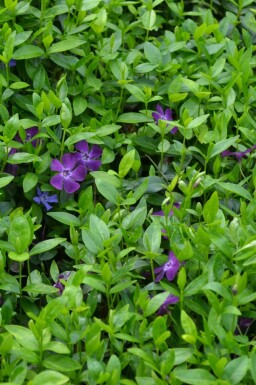 Pervenche mineure Vinca minor 'Atropurpurea' 5-10 Pot 9x9 cm (P9) Vinca minor 'Atropurpurea'