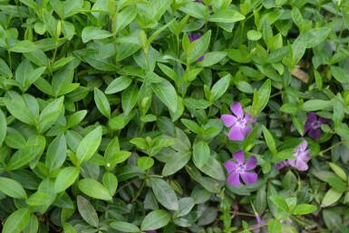 Pervenche mineure Vinca minor 'Atropurpurea' 5-10 Pot 9x9 cm (P9)